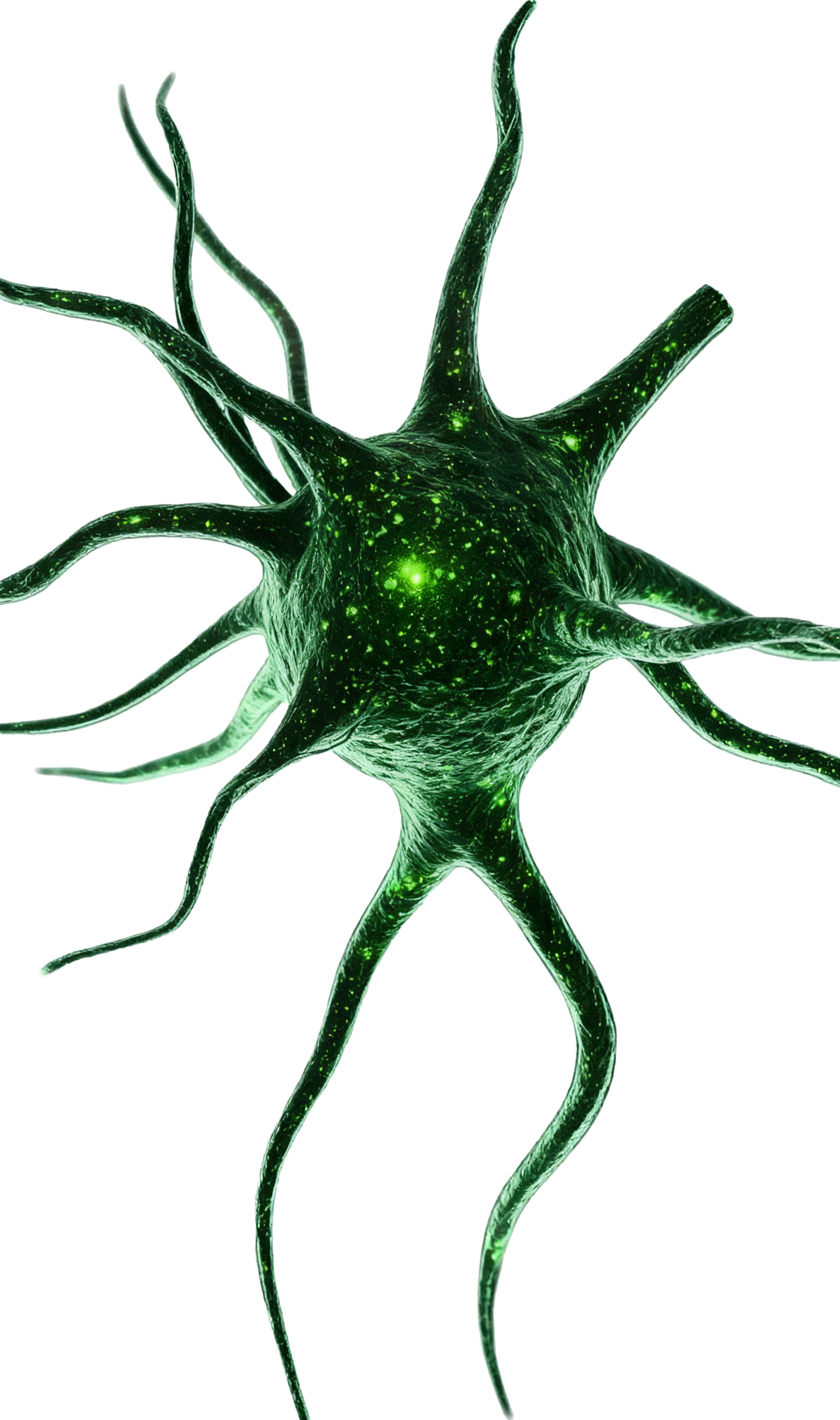 Biological Neural Networks